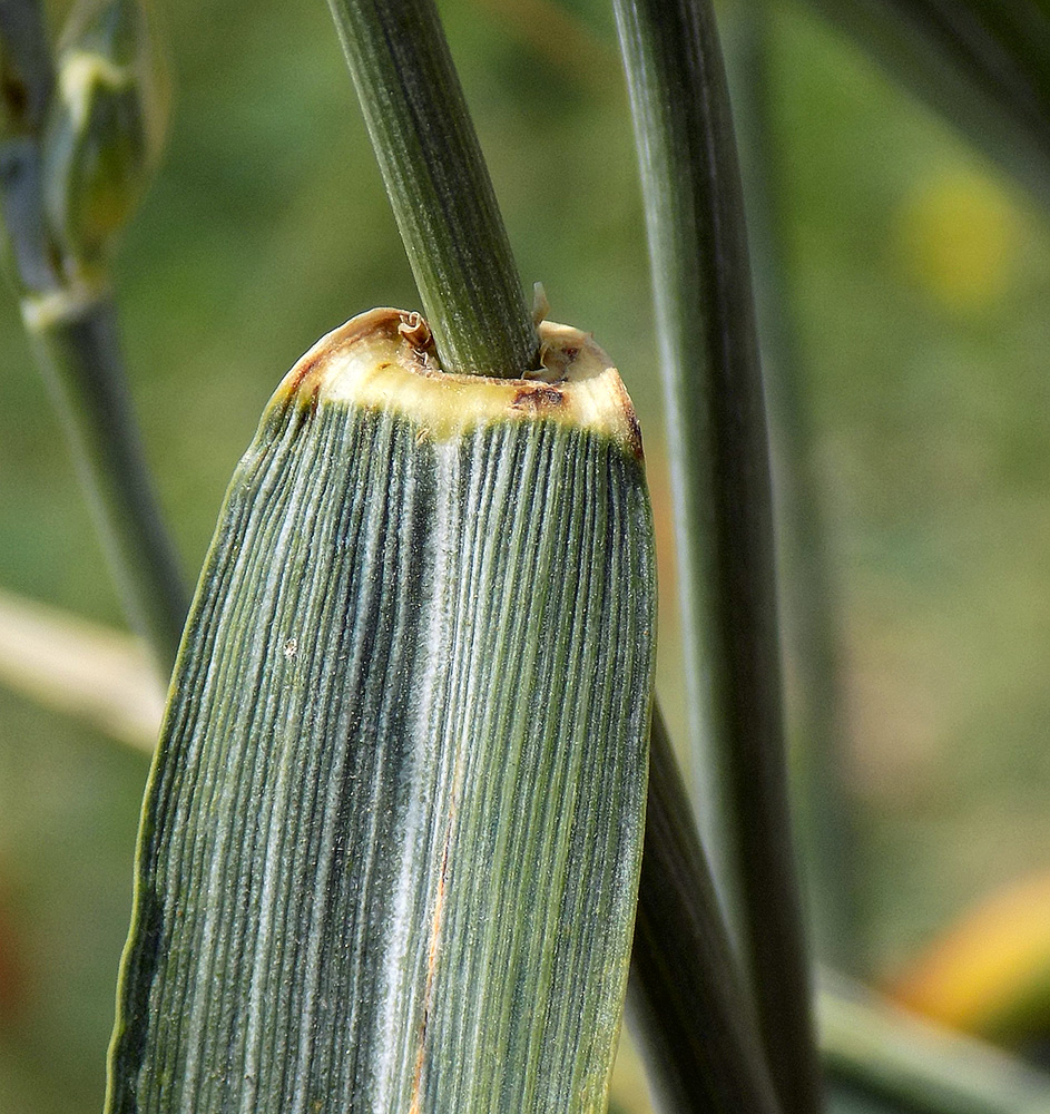 Изображение особи Triticum aestivum.