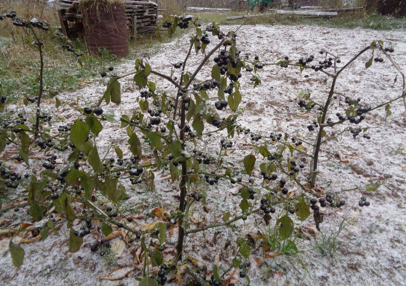 Изображение особи Solanum retroflexum.