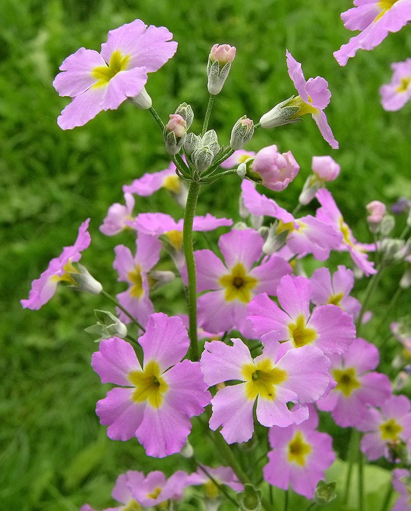 Image of Primula malacoides specimen.