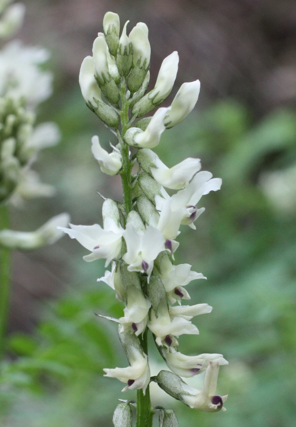 Изображение особи Astragalus gorczakovskii.