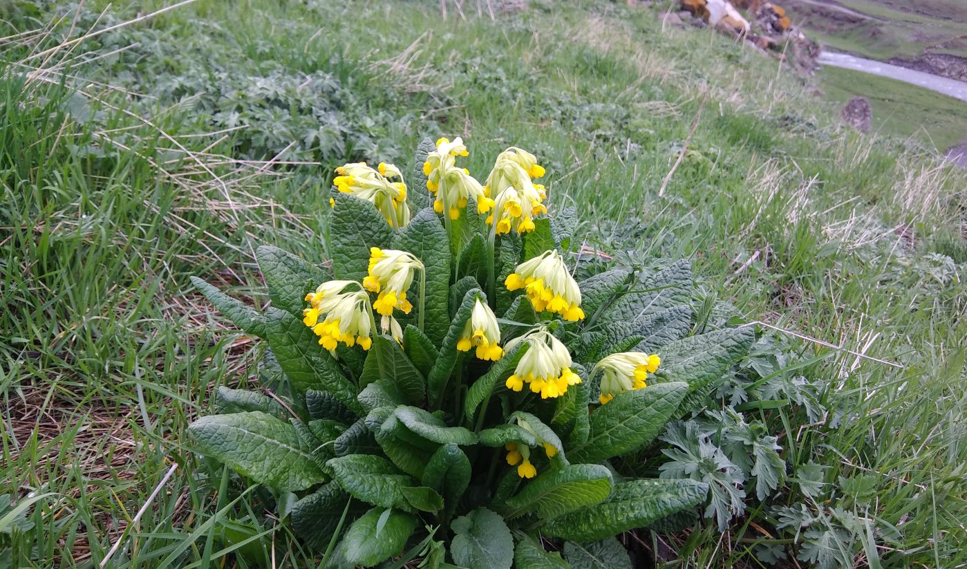 Изображение особи Primula macrocalyx.