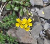 Draba hispida