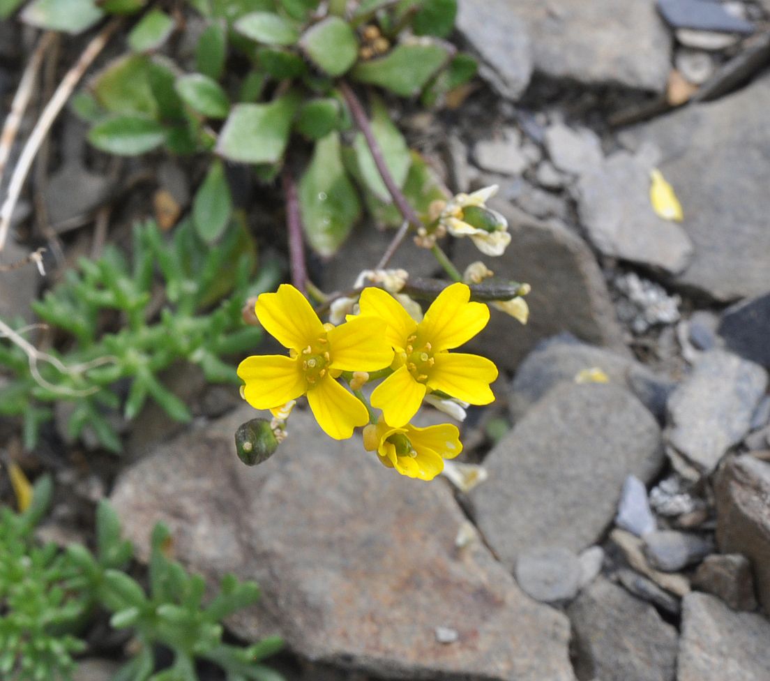 Image of Draba hispida specimen.