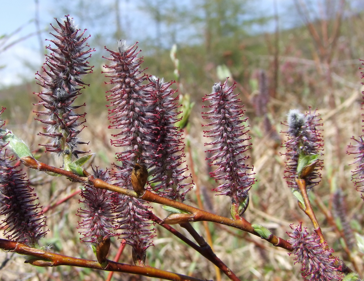 Изображение особи Salix saxatilis.