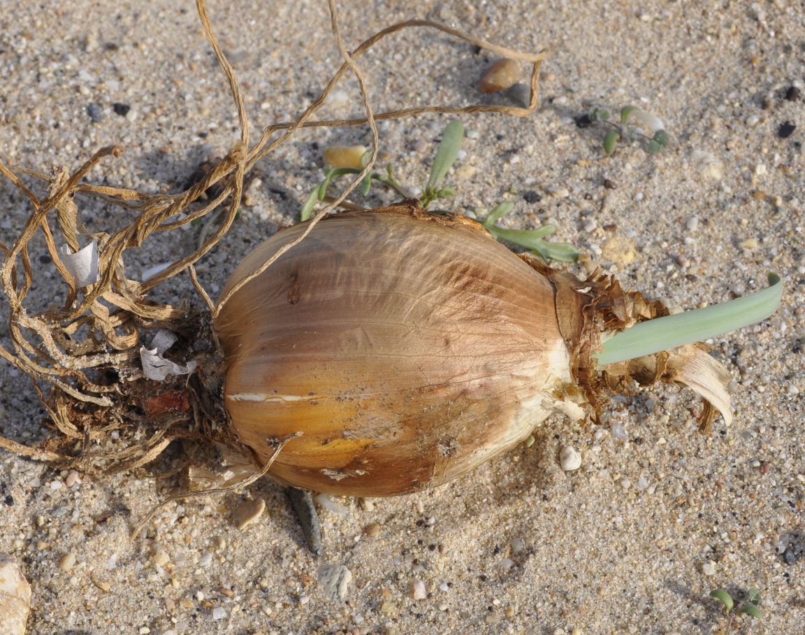 Изображение особи Pancratium maritimum.