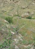 Cotoneaster nummularius. Верхушка зацветающей ветви. Дагестан, Кумторкалинский р-н, долина р. Шураозень, склон горы. 06.05.2018.