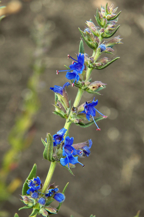 Image of Hyssopus officinalis specimen.