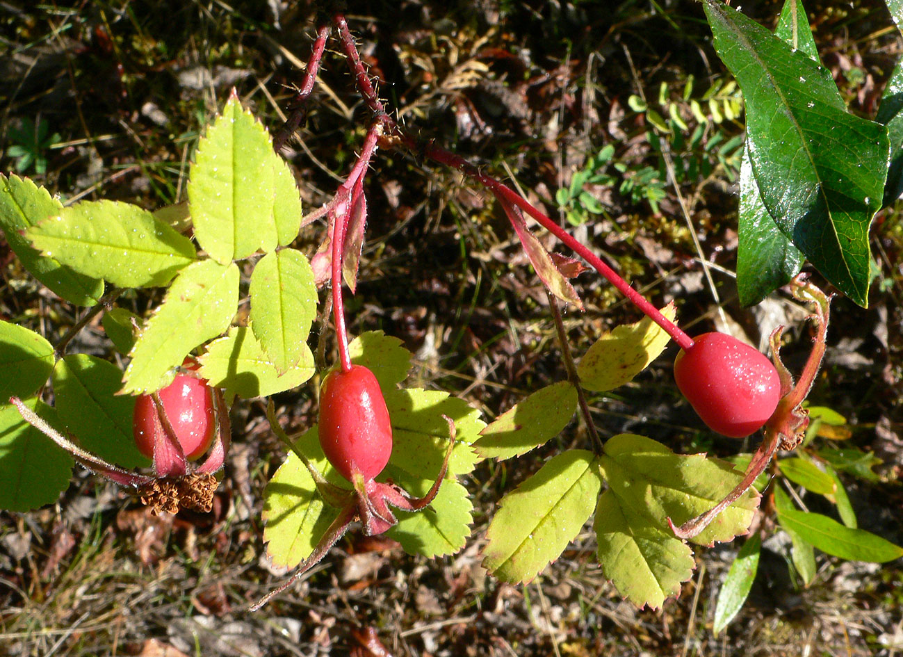 Image of Rosa acicularis specimen.