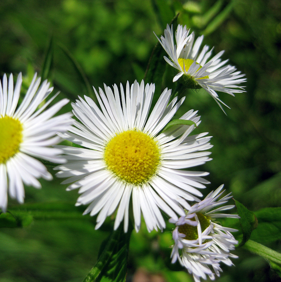 Изображение особи Erigeron annuus.