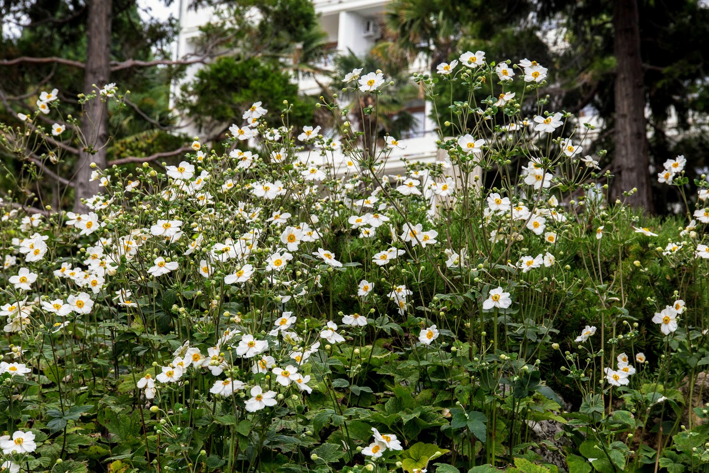 Изображение особи Anemone hupehensis.