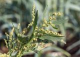 Atriplex nudicaulis