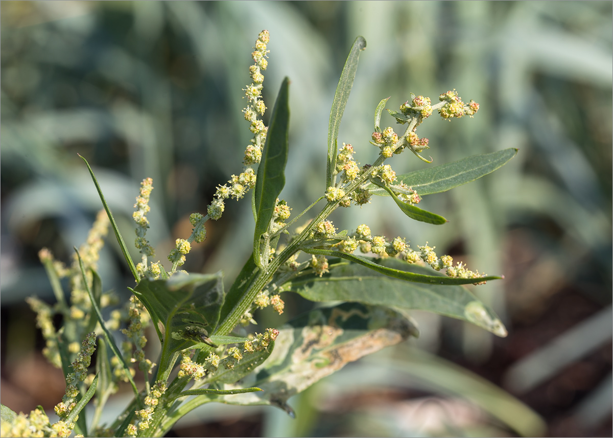 Image of Atriplex nudicaulis specimen.