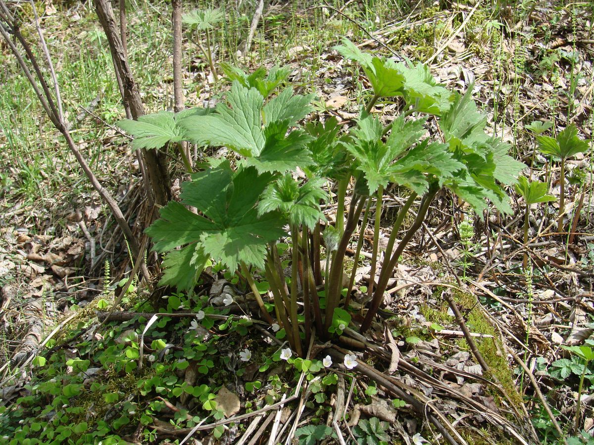 Изображение особи Aconitum septentrionale.