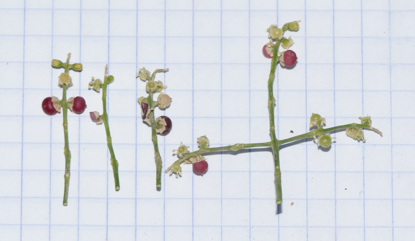 Image of Salvadora persica specimen.
