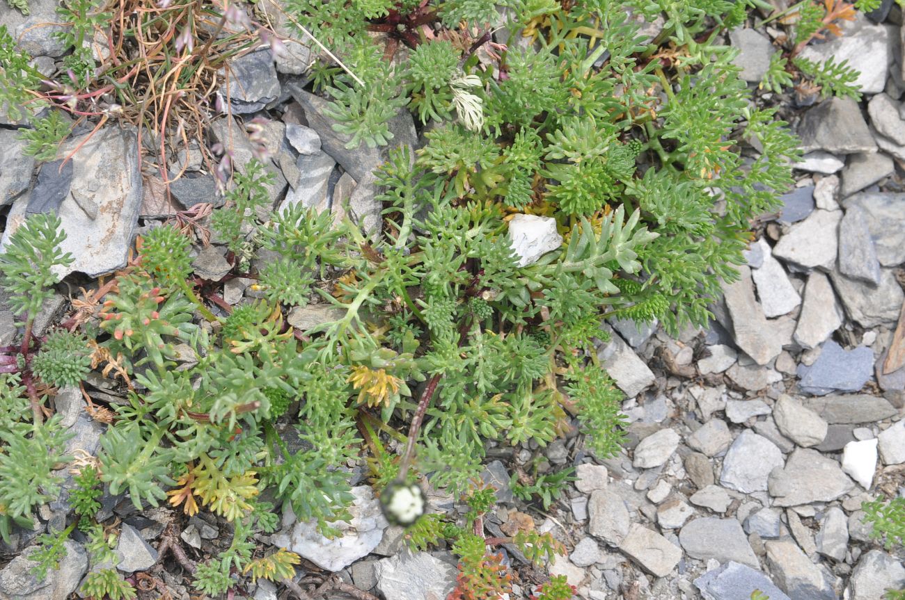 Image of Tripleurospermum caucasicum specimen.