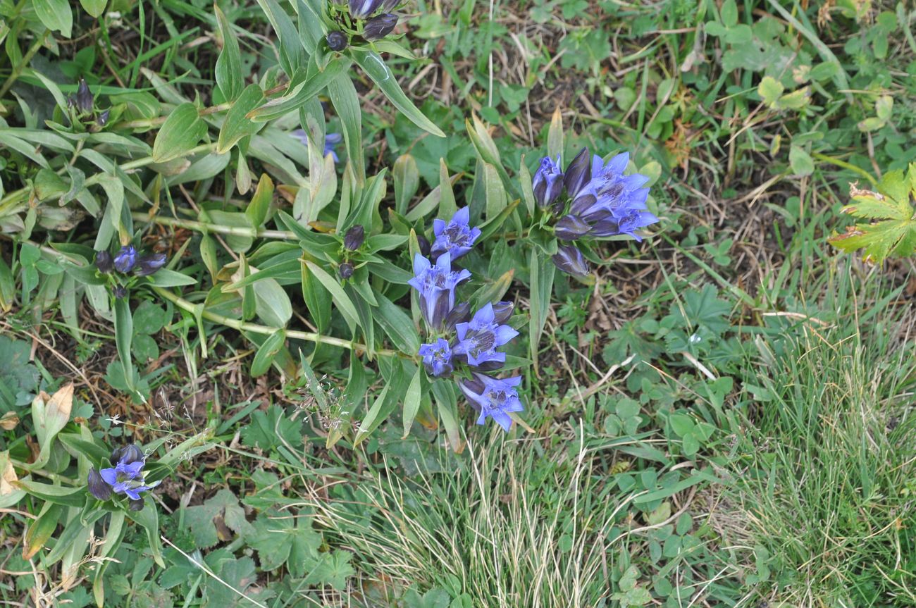 Image of Gentiana septemfida specimen.