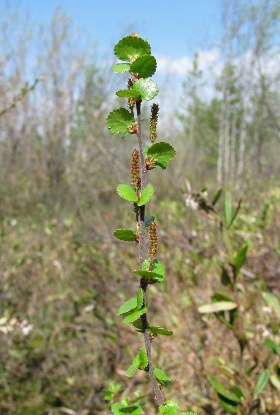 Image of Betula nana specimen.