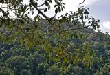 Ficus superba. Ветви плодоносящего дерева. Малайзия, о-в Пенанг, национальный парк Пенанг, опушка влажного тропического леса. 06.05.2017.