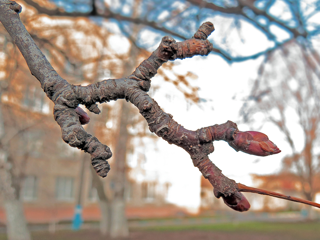 Image of Malus niedzwetzkyana specimen.