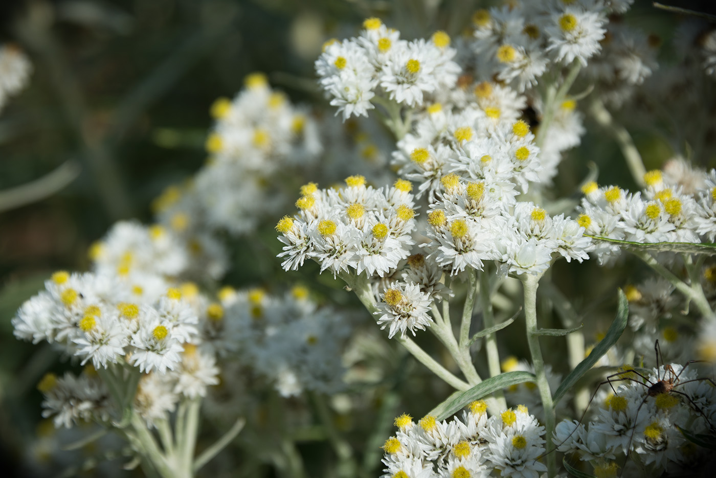 Изображение особи Anaphalis margaritacea.