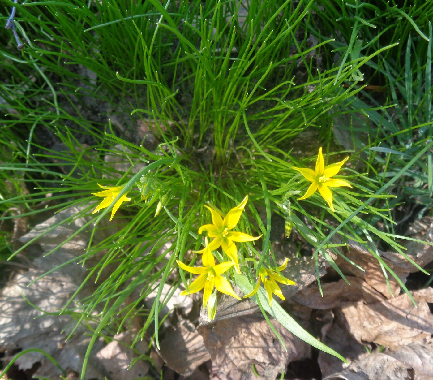 Image of Gagea minima specimen.