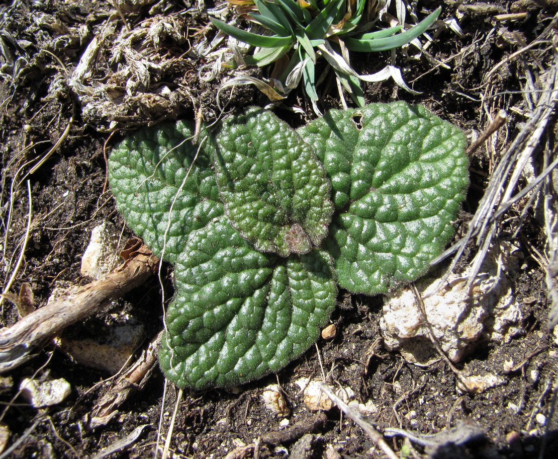 Image of class Magnoliopsida specimen.