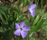 Vinca minor