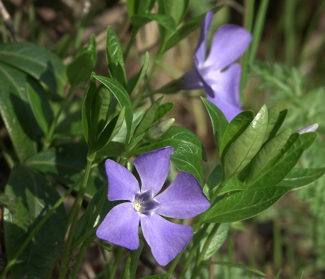 Image of Vinca minor specimen.