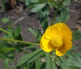 genus Ranunculus. Цветок. Тверская обл., г. Тверь, Центральный р-н, сквер \"Памяти жертвам политич. репрессий\", сорное. 30 апреля 2019 г.