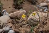 genus Ranunculus