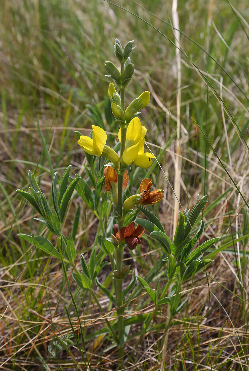 Image of Thermopsis lanceolata specimen.