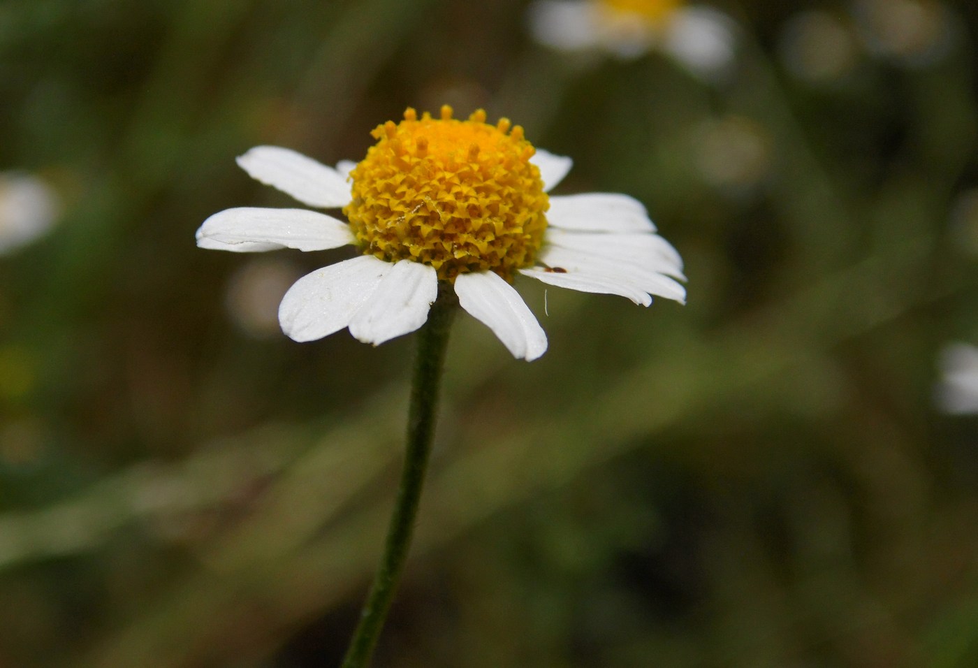 Изображение особи Anthemis cotula.