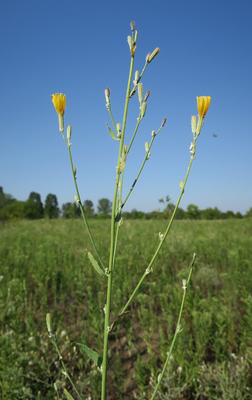 Image of Chondrilla latifolia specimen.