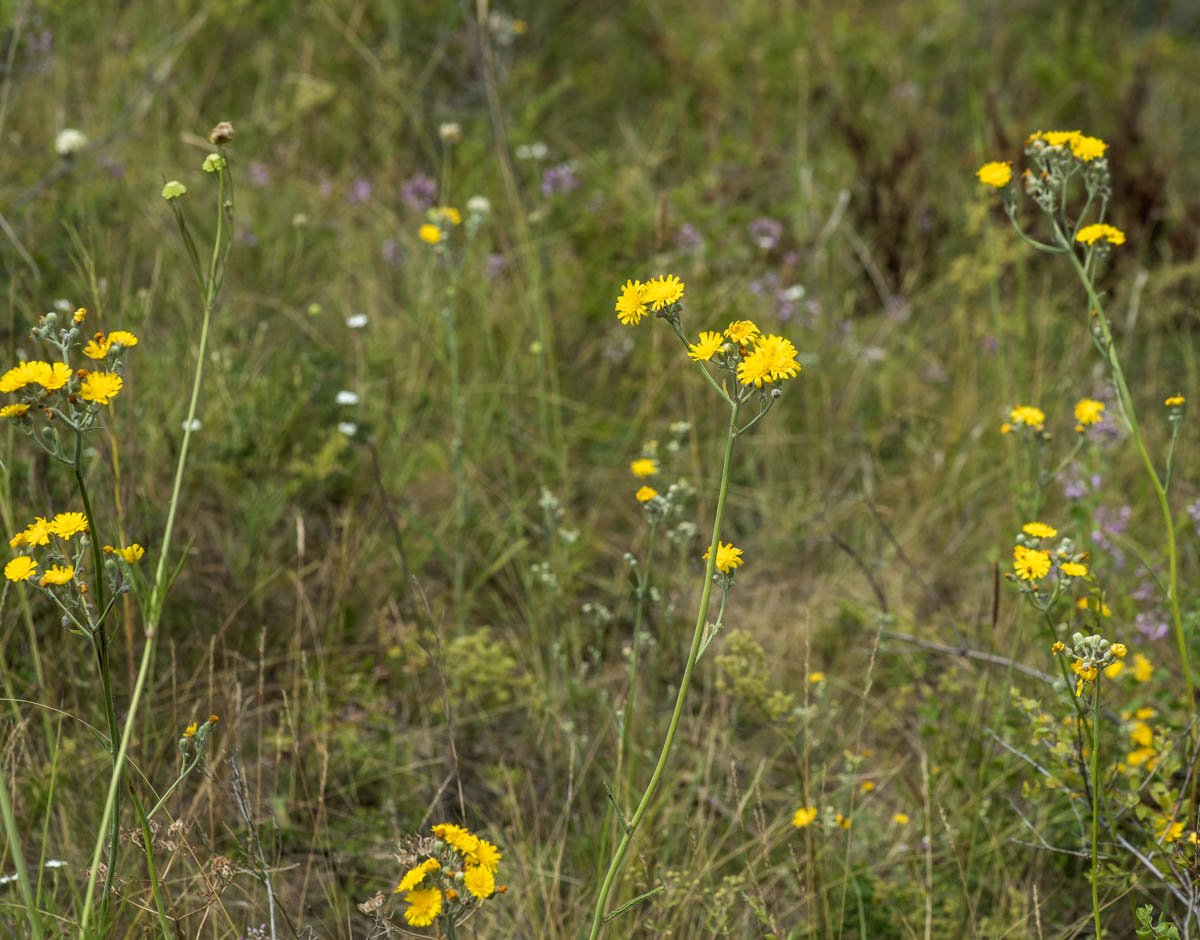 Изображение особи Pilosella echioides.