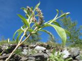 род Salix. Верхушка ветви с соплодиями. Восточный Казахстан, Южный Алтай, хр. Сарымсакты, сев. сторона пер. Бурхат, ≈ 1900 м н.у.м. 22 июня 2019 г.