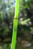 Equisetum &times; moorei