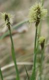 Carex panicea