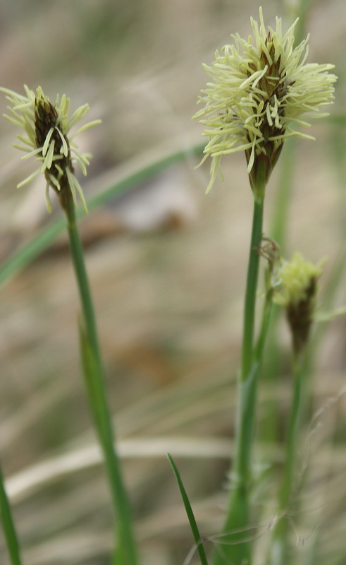 Изображение особи Carex panicea.