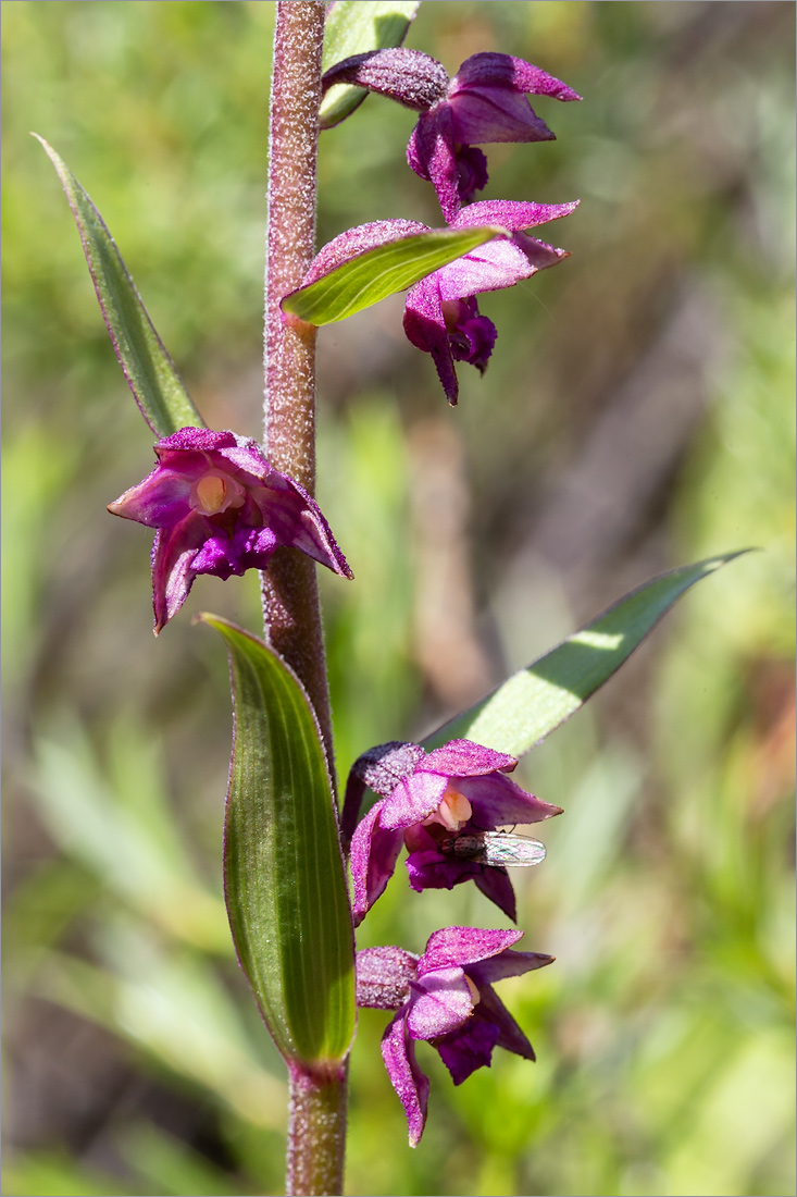 Изображение особи Epipactis atrorubens.