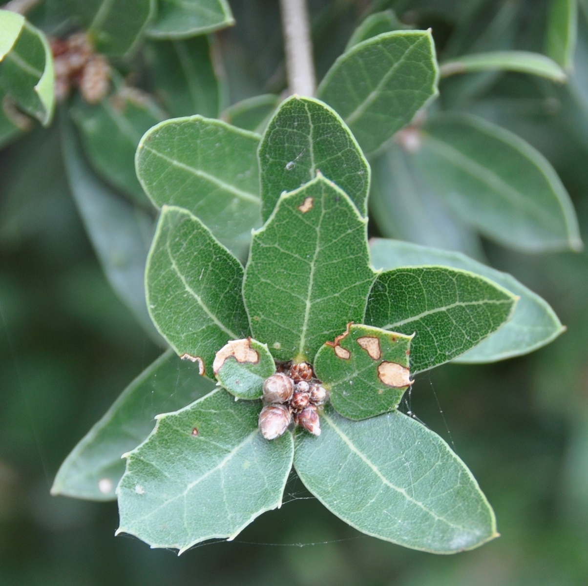 Изображение особи род Quercus.