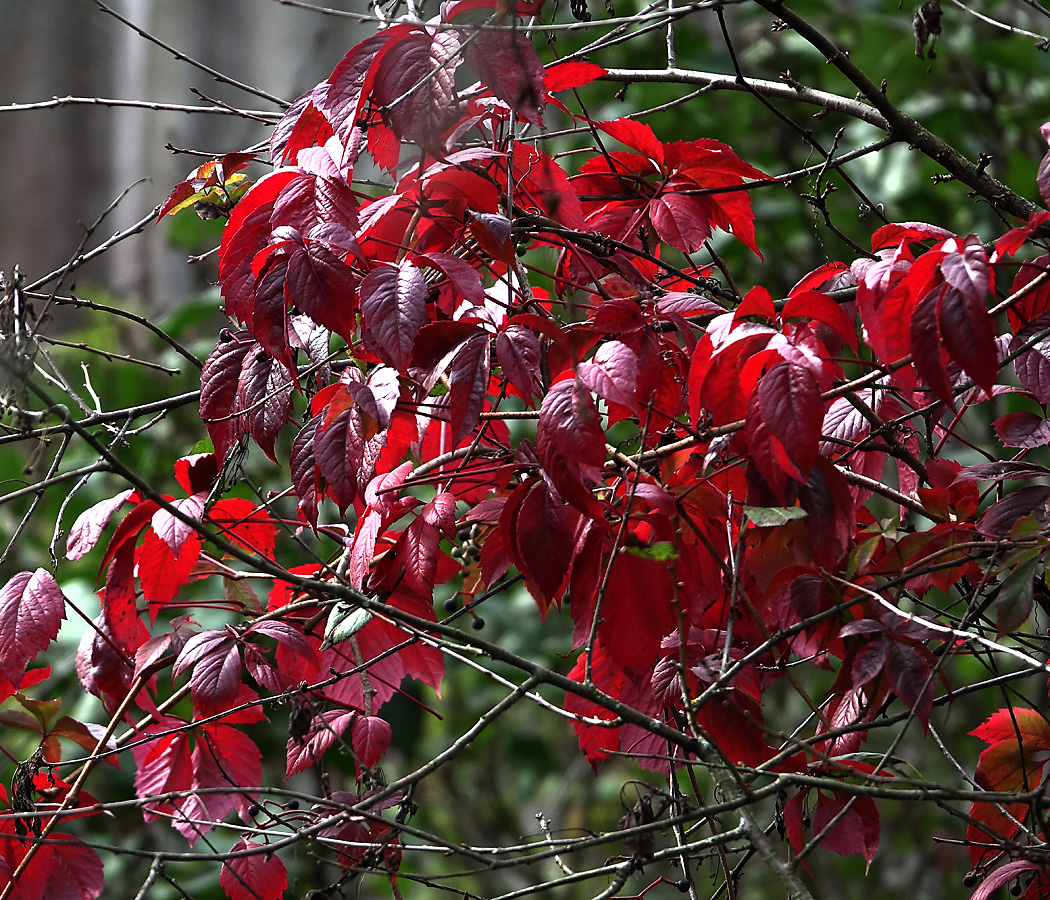 Изображение особи Parthenocissus quinquefolia.