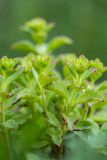 Sedum oppositifolium. Молодые побеги. Краснодарский край, Мостовский р-н, ур. Бароновы поляны, субальпийский луг на склоне ущелья. 11.06.2019.