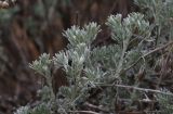 Artemisia rutifolia. Побеги. Кыргызстан, Чуйская обл., склоны ведущего к каньонам Конорчек ущелья. 3 мая 2019 г.