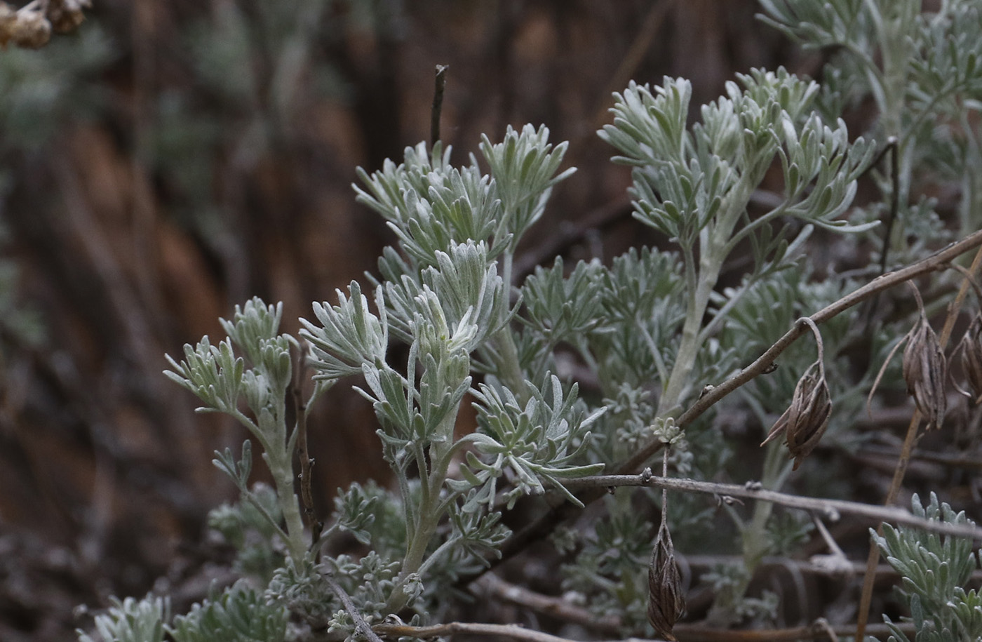 Изображение особи Artemisia rutifolia.