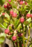 Vaccinium myrtillus