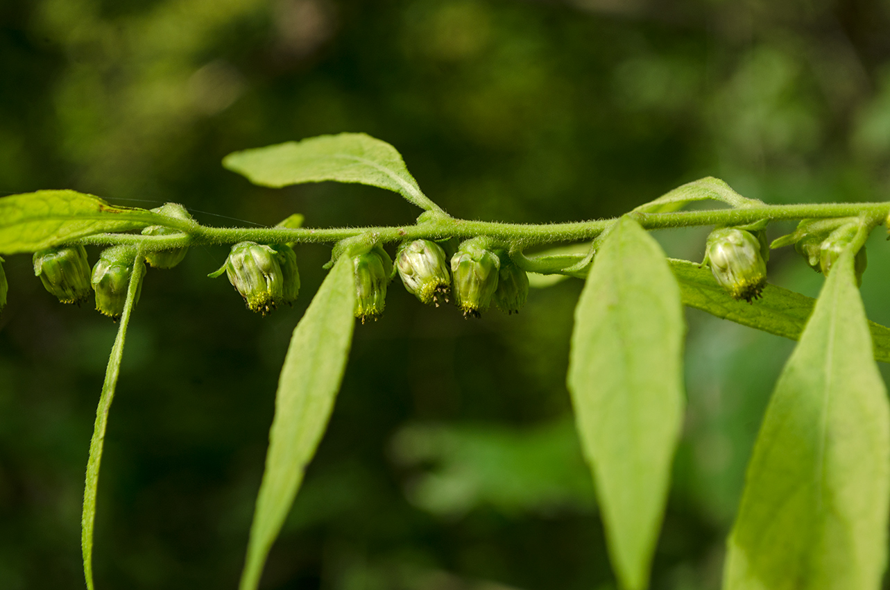 Изображение особи Carpesium abrotanoides.