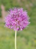 Allium