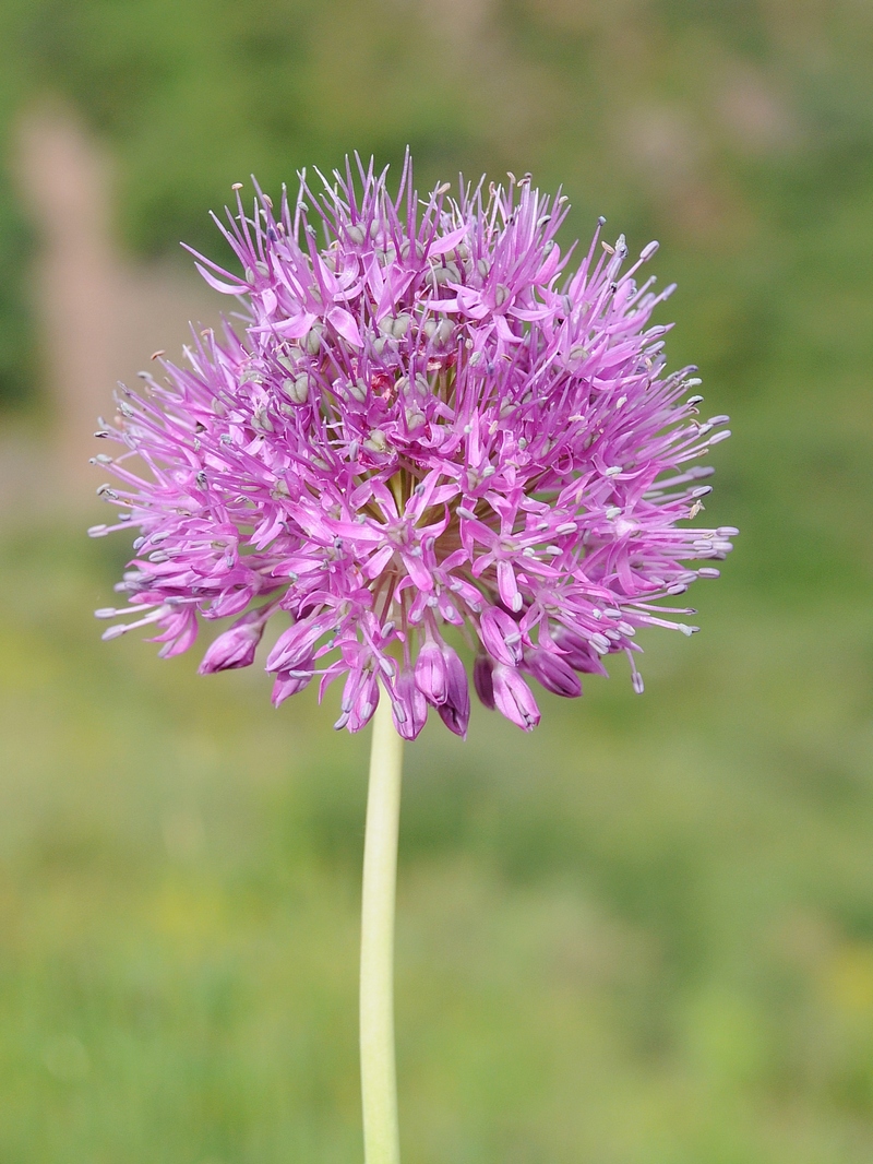 Image of genus Allium specimen.