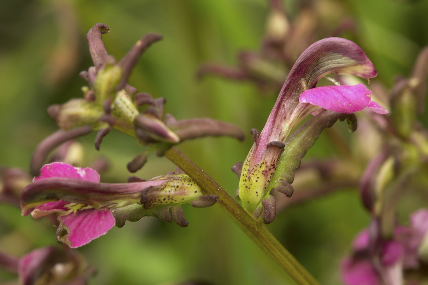 Image of Pedicularis adunca specimen.