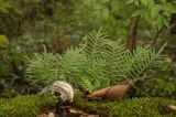 Polypodium cambricum. Вегетирующие растения. Краснодарский край, Сочи, долина р. Агура, широколиственный лес. 12.11.2010.